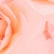 color: Peach Roses