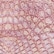 color: Cappuccino Croc