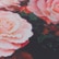 color: Violet Roses