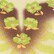 Lime Floral Placement