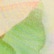color: Butter Peony