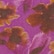 color: Violet Haze Floral