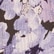 Black & Purple Floral