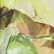 color: Brown Yellow Floral