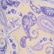 Blooming Paisley