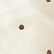 Creme & Walnut Polka Dots