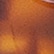 color: Brown Tortoise