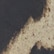 color: Leopard