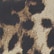 color: Leopard