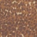 color: Vintage Cheetah