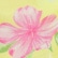 color: Hibiscus Lemonade