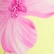 color: Hibiscus Lemonade