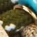 Brown & Military Green