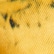 color: Yellow