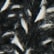 color: Black