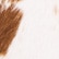 color: Brown White Cow