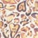 color: Leopard