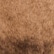 color: Beige