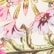 color: Pink Daisy