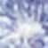 Corn Flower