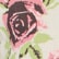 color: Ecru & Romantic Rose