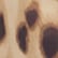 color: Leopard Print