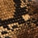 color: Animal Print