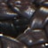 color: Chocolate Brown