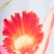 color: L'acqua Orchid