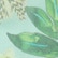 color: Fiori Mint