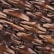 color: Chocolate