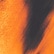 Tiger Face Print