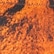 Tiger Face Print