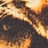 Tiger Face Print
