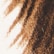 color: Brown Multi