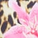color: Pink Floral Leopard