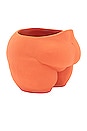 view 3 of 3 Popotelee Pot in Terracotta