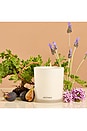 view 2 of 3 Classic Candle in Hinoki Lavender