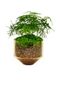 view 2 of 4 Model Three Planter in Amber