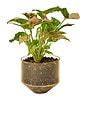 view 3 of 4 Model Three Planter in Amber