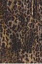 view 5 of 5 Anora Dress in Leopard Print