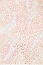 view 4 of 4 Dahlia Strapless Maxi Dress in Blush Multi