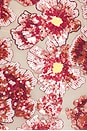 view 4 of 4 MINIVESTIDO RASPBERRY in Pink Multi