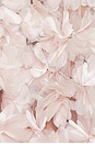 view 4 of 4 Harper Strapless Gown in Blush