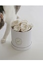 view 2 of 5 Flora Eterna Pet Toy Box in White