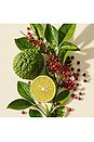 view 3 of 6 Brain Stem Fragrance in 