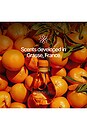 view 8 of 9 Focus Reed Diffuser in Orange Blossom in 