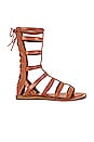 view 1 of 6 SANDALES GLADIATOR in Tan