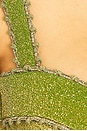 view 5 of 5 WINSLOW 비키니 탑 in Olive