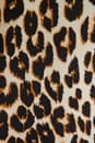 view 5 of 5 Underground Leopard Printed Slim Signature Blouse in Natural